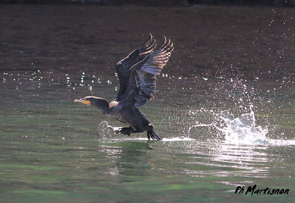 Double-crested Cormorant