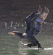 Double-crested Cormorant