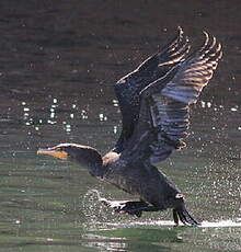 Cormoran à aigrettes