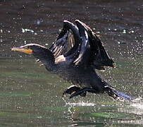 Double-crested Cormorant