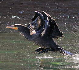 Cormoran à aigrettes