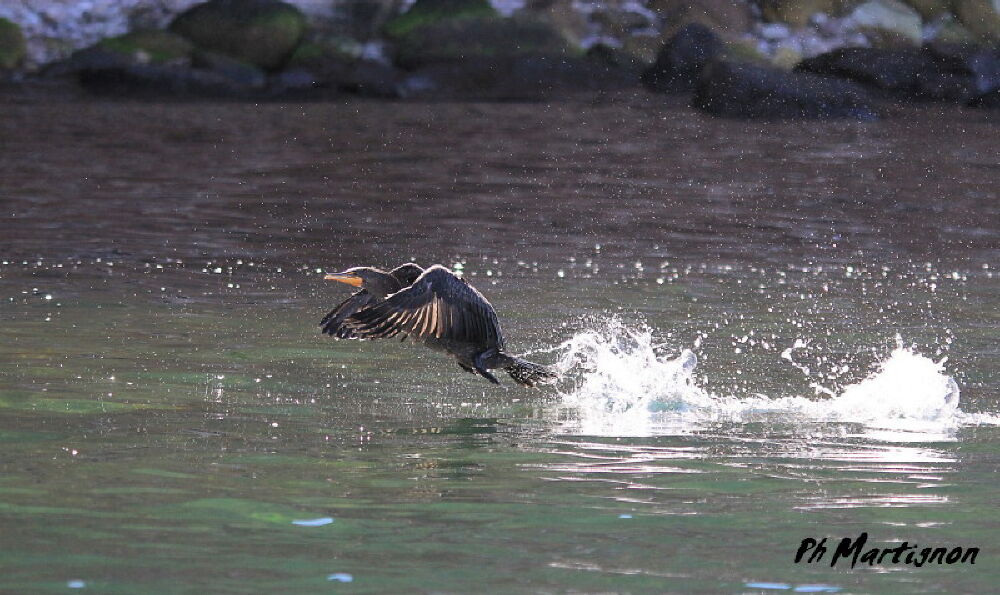 Double-crested Cormorant