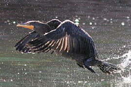 Cormoran à aigrettes