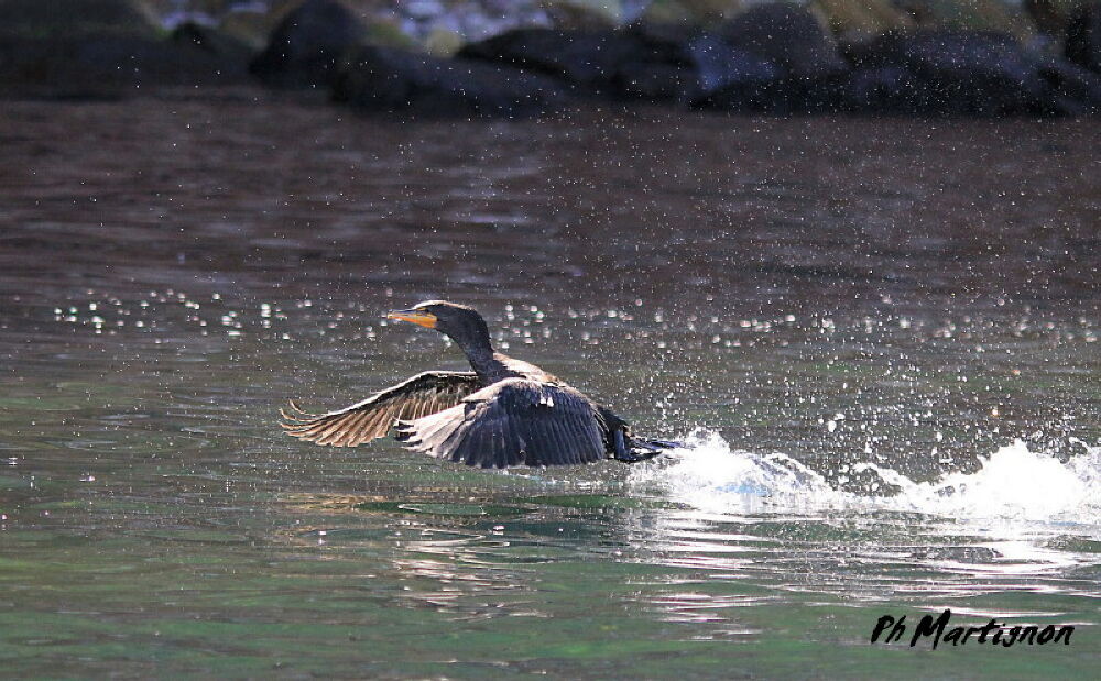 Double-crested Cormorant