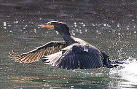 Cormoran à aigrettes