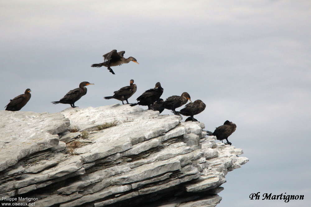 Cormoran à aigrettes, habitat