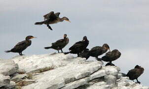 Double-crested Cormorant