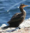 Cormoran à aigrettes