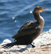 Double-crested Cormorant