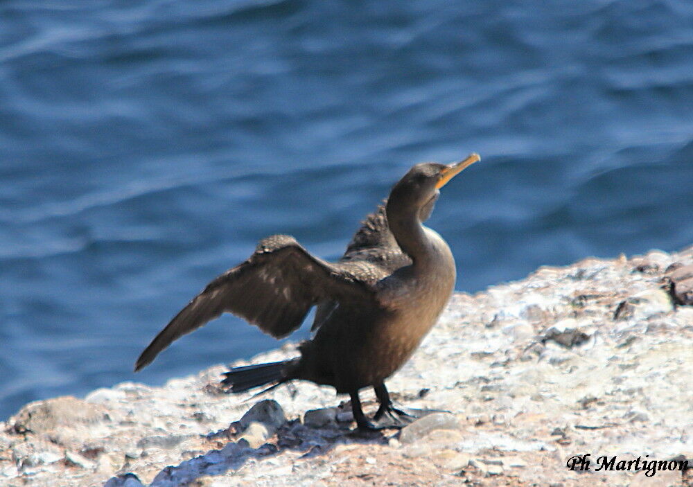 Cormoran à aigrettes