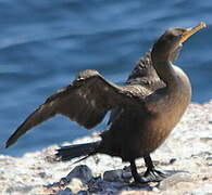 Double-crested Cormorant