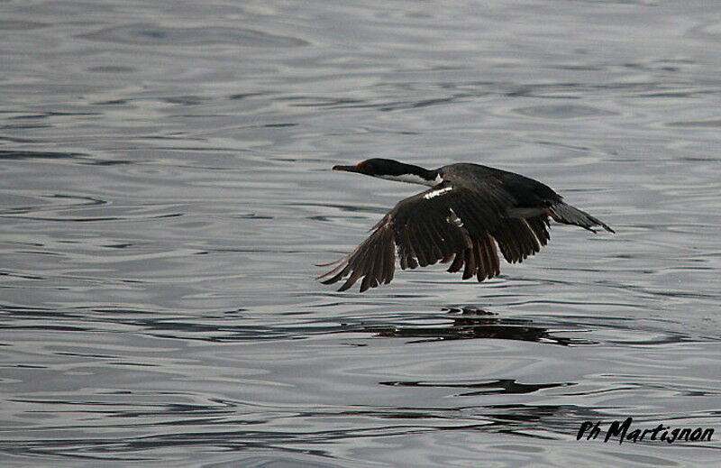 Rock Shag