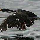 Cormoran de Magellan