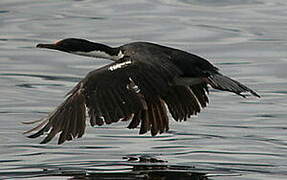 Cormoran de Magellan