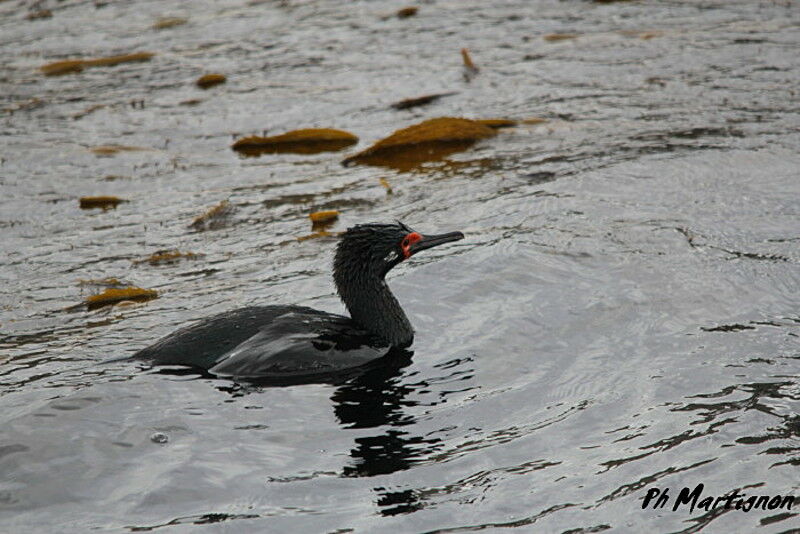 Rock Shag