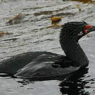 Cormoran de Magellan