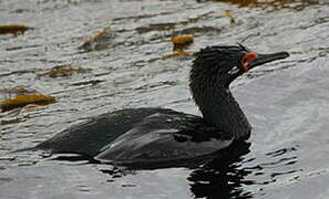 Cormoran de Magellan