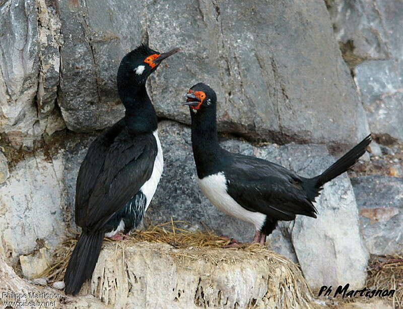 Cormoran de Magellanadulte, Nidification