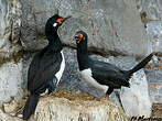 Cormoran de Magellan