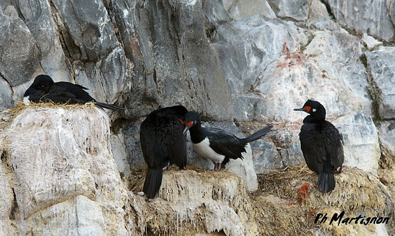 Cormoran de Magellan