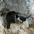 Cormoran de Magellan