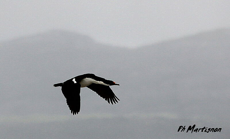 Rock Shag