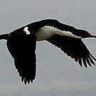 Cormoran de Magellan
