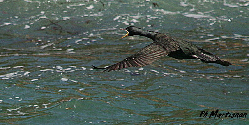 European Shag, Flight