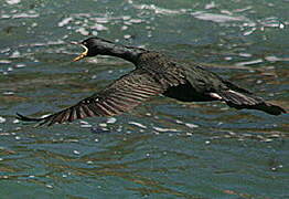 European Shag