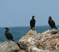 European Shag