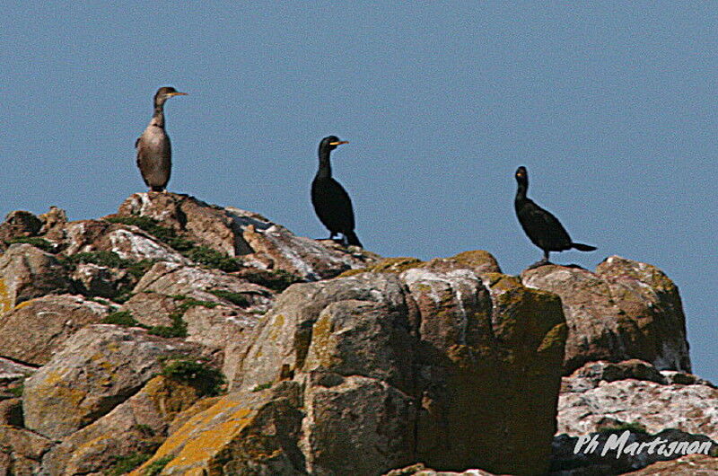 Cormoran huppé, identification