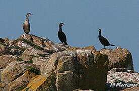 European Shag