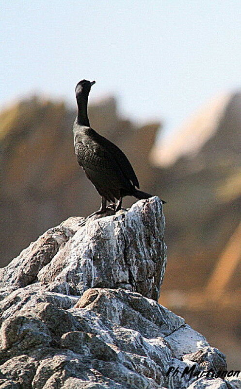 Cormoran huppé, identification