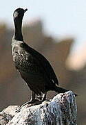 European Shag