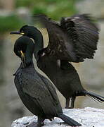 European Shag