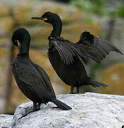 European Shag