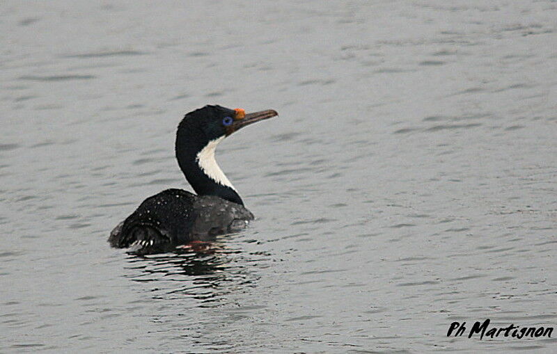 Imperial Shag