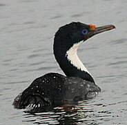 Cormoran impérial