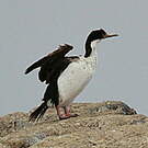 Cormoran impérial