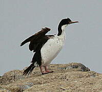 Imperial Shag