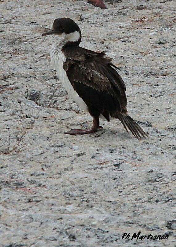 Imperial Shag