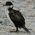Cormoran impérial