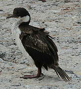 Cormoran impérial