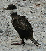 Imperial Shag