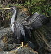 Cormoran moucheté