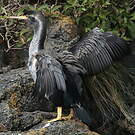 Cormoran moucheté