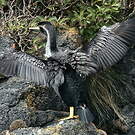 Cormoran moucheté