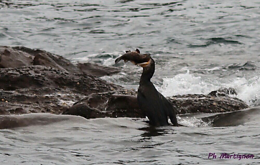 Cormoran moucheté, identification, mange