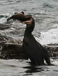 Cormoran moucheté
