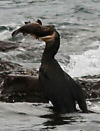 Cormoran moucheté